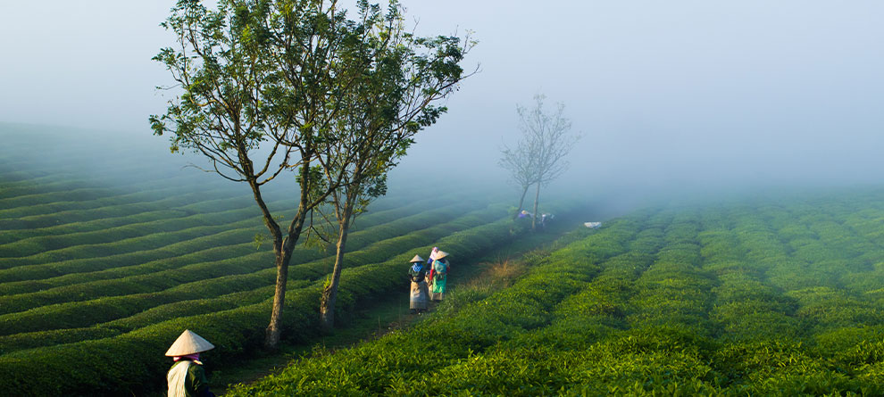 Tea Travels - Vietnam