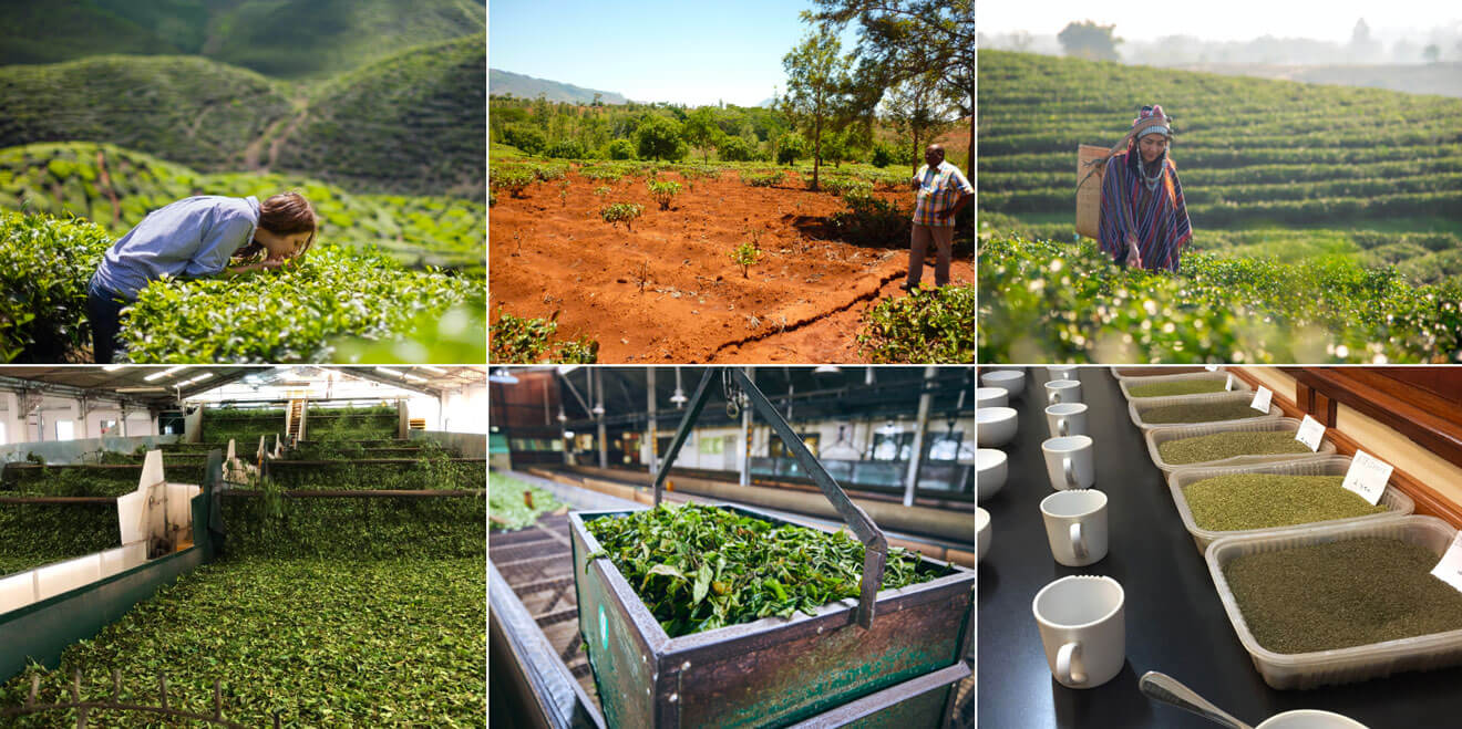 Supply Chain / Traceability | Harris Tea Foodservice